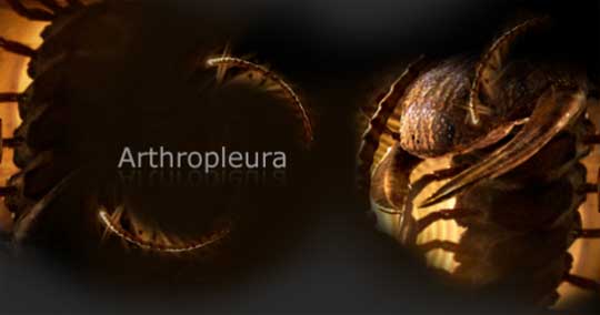 arthropleura